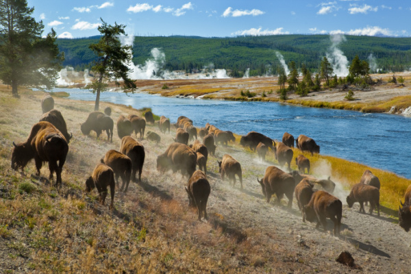 The Great American Crossing