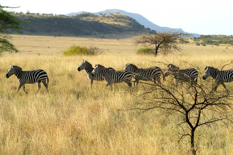 Omo Valley Tribal Tours And Rift Valley