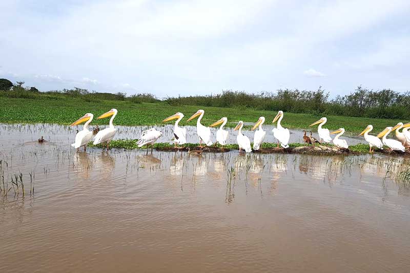 Omo Valley Tribal Tours And Rift Valley