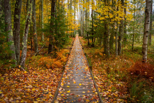 Colors Of New England