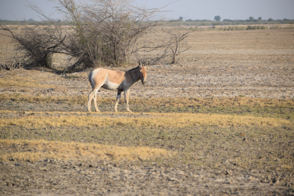Highlights of Gujarat