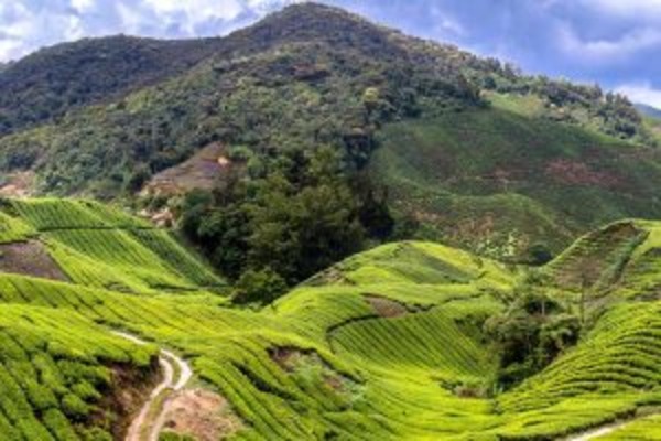 Penang – Cameron Highlands – Kuala Lumpur