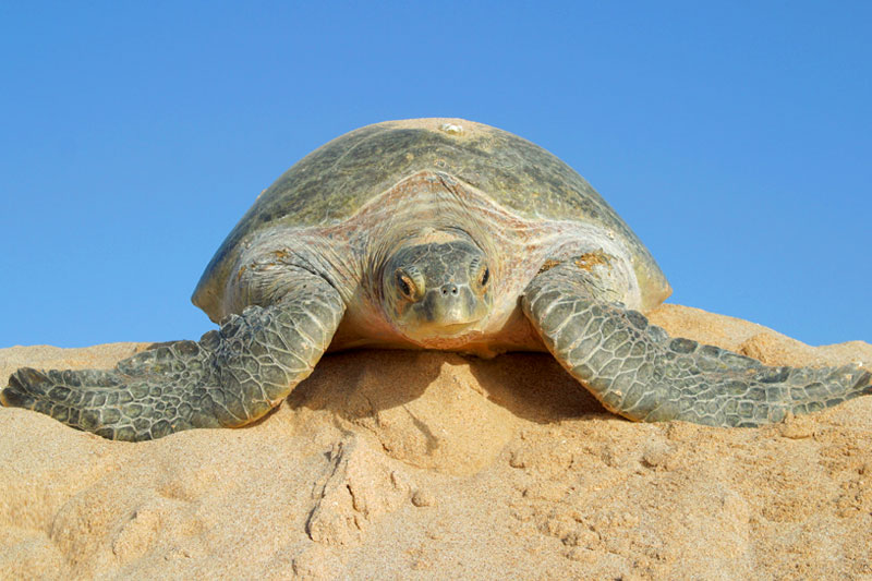 Delightful Oman - 3 Days (Tour of Sur and Nizwa)