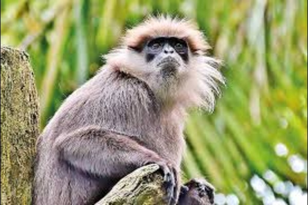 Birding Tour Of Sri Lanka