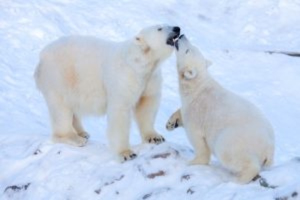 Lapland Self-Drive Adventure