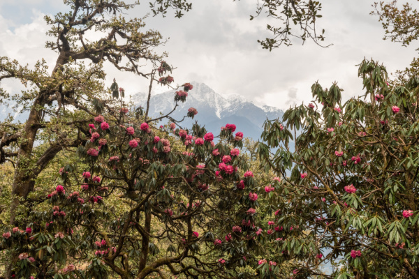 Walking in the Indian Himalayas