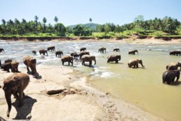 Birding Tour Of Sri Lanka