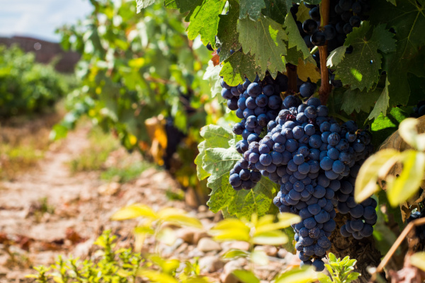 Spain, Wine and Castles, Ribera Del Duero, Rioja, Pamplona, Olite
