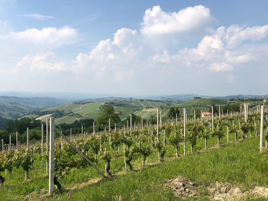 Wine Delights of Piedmont 8 days