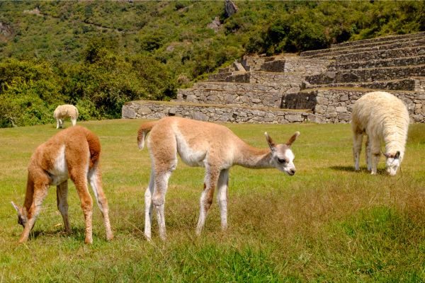 Shades of Peru