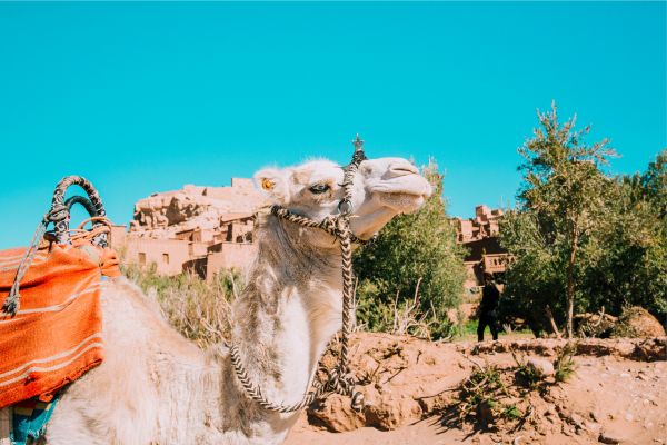 Inside  Tunisia - A  Cultural  Immersion