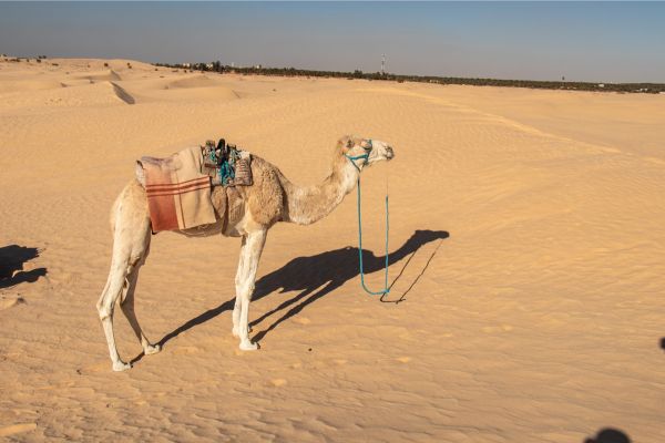 Explore Tunisia by Camel