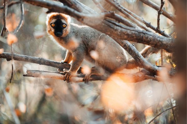 Baobab and Lemurs