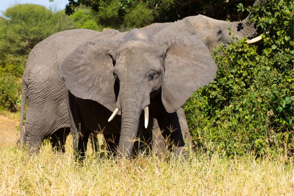 Zimbabwe Victoria Falls and Chobe