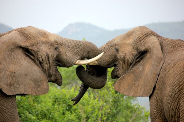 Kenya Classic (Tented)