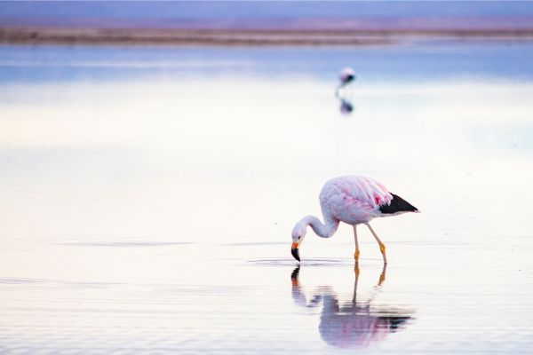 The Essential of Altiplanic Deserts