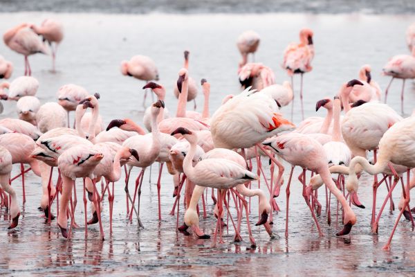 Highlights of Kenya