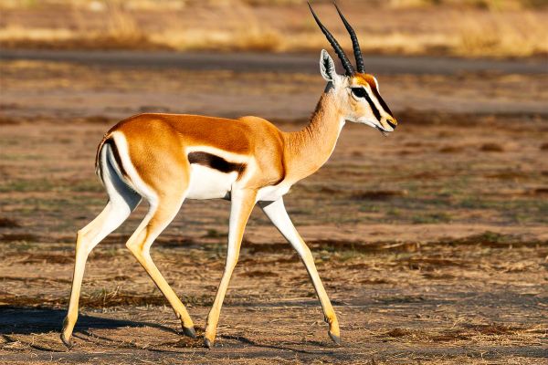 Manyara, Ngorongoro and Tarangire Safari