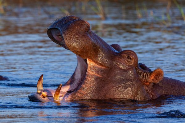 Best of Botswana Package Kasane-Maun