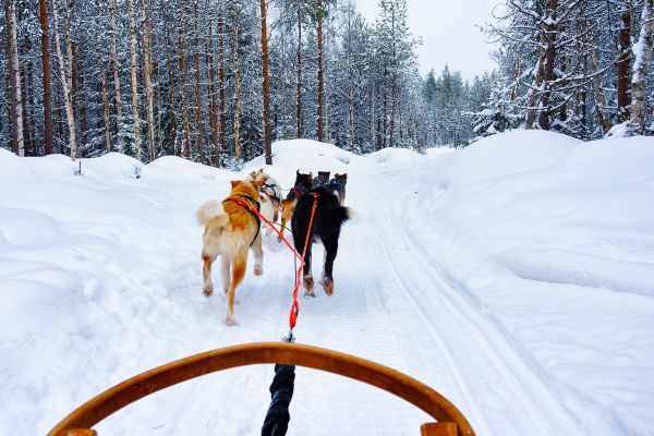 Immerse Rovaniemi