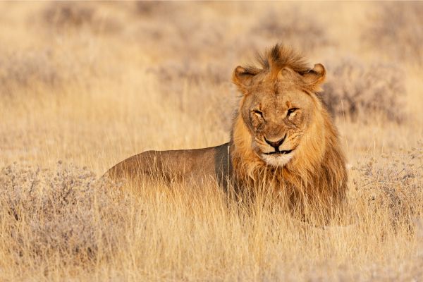 Namibia Northern Odyssey