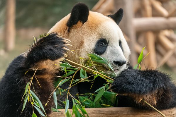 Wonders of China with Yangtze Cruise
