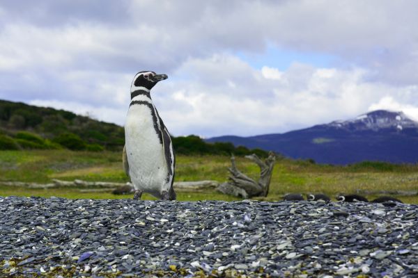 The Essential of Argentinian and Chilean Patagonia with Cruise