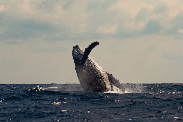 Garden Route Uncovered