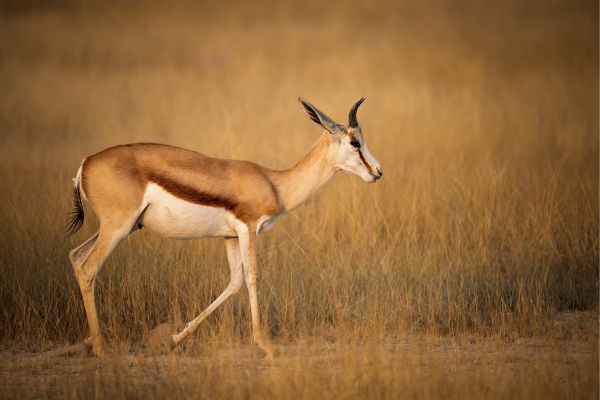 Namibia Northern Odyssey