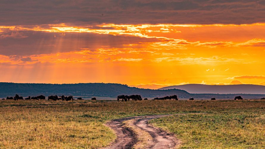 Scenic Kenya Safari