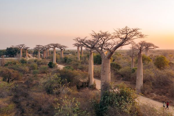 Baobab and Lemurs