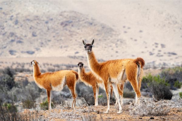 The Essential of Altiplanic Deserts
