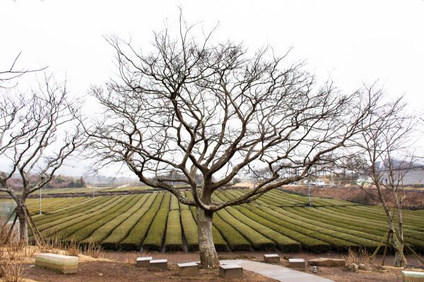 Best of Korea with Seoul