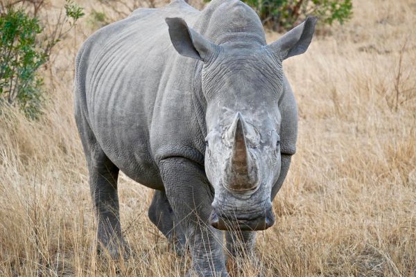 Kruger Park Explorer