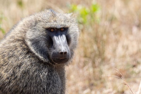 Manyara, Ngorongoro and Tarangire Safari