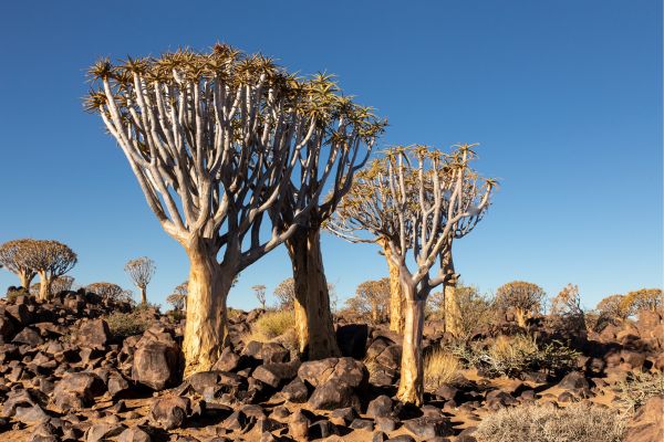 Etosha and Zambezi