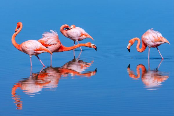 Twin Jewels Machu Picchu and Galapagos