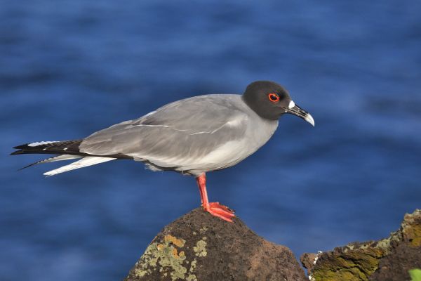 Discover The Wonders of Machu Picchu and Galapagos