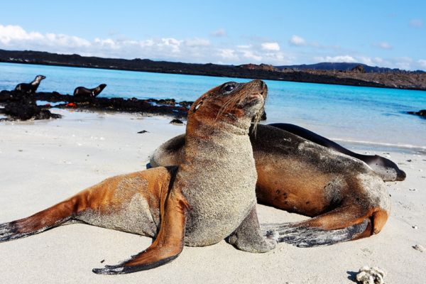 Discover The Wonders of Machu Picchu and Galapagos