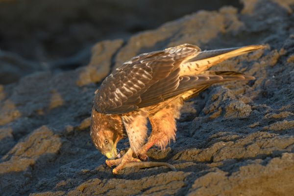 Discover The Wonders of Machu Picchu and Galapagos