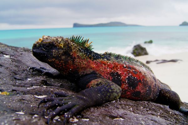 Galapagos Discovery