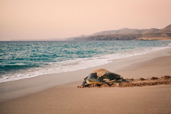 Explore Oman a crossroads between three continents and four seas