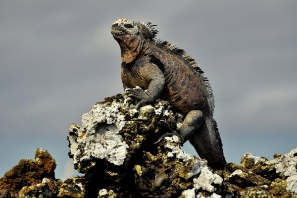 Galapagos Magic Expedition