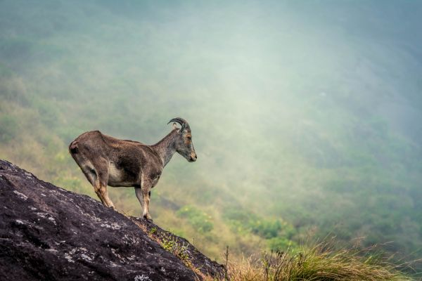 Best of Kerala