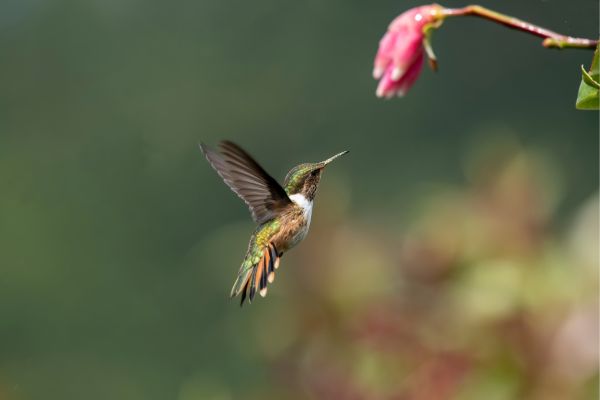 Panama Authentic Immersion