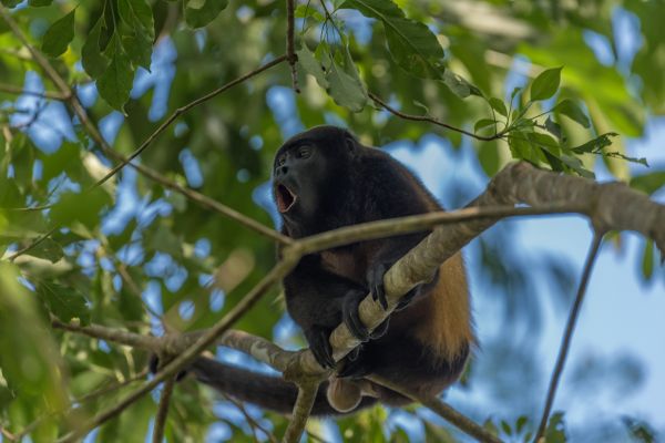 Panama Authentic Immersion