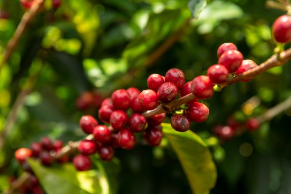 Panama Authentic Immersion